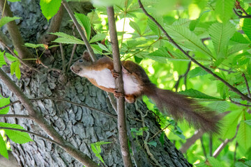 Eichhörnchen sitzt auf einem Ast und ist springbereit