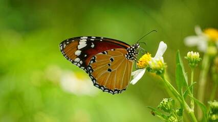 Close-up of wild Danaus chrysippus butterfly