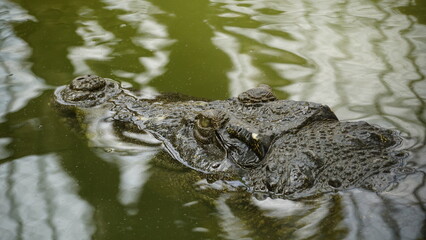 Close-up of crocodile on the water