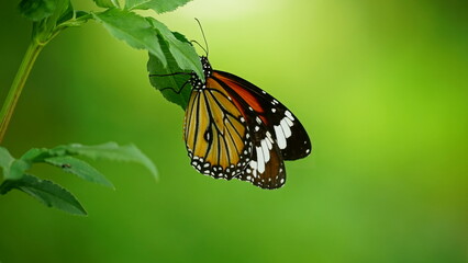 Close-up of wild Danaus chrysippus butterfly