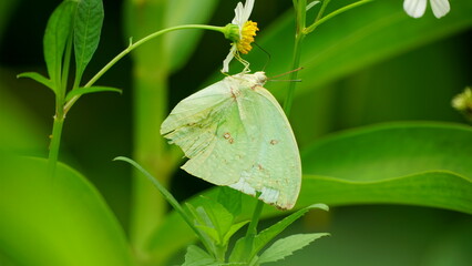 Close-up of butterfly sucking nectar from flower © Nguyen Thi Nhu Quynh