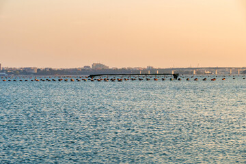 Obraz premium Taranto, pesca nel mar piccolo - Puglia, Italy