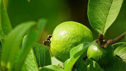 Close-up of guava fruit on a tree in the garden