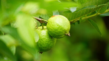 Close-up of guava fruit on a tree in the garden