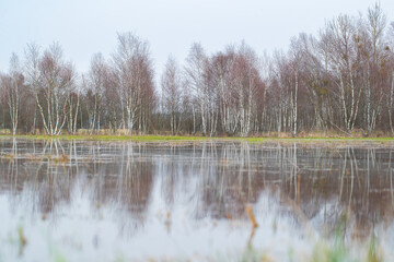 Spring pools and birches reflecting in the water