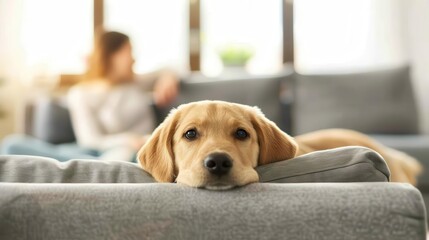 Loyal dog cuddling with its owner on a cozy couch, playful and affectionate, showcasing a strong bond between pet and human