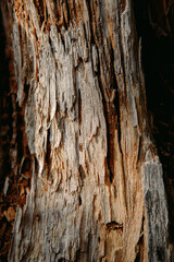 dry wood texture photo natural