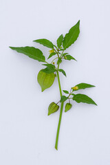Physalis angulata and Physalis minima fruit isolated on white, Physalis angulata alternative herbal...