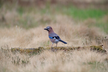 A colorful bird sitting on a mossy trunk in a meadow