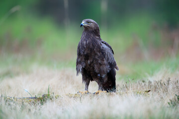 Lesser spotted eagle in a meadow