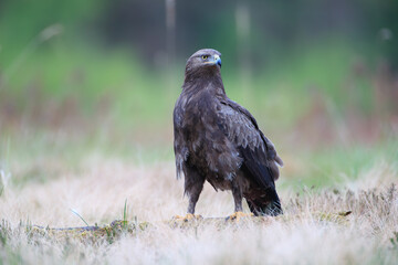 A large bird of prey on a mossy log in a meadow