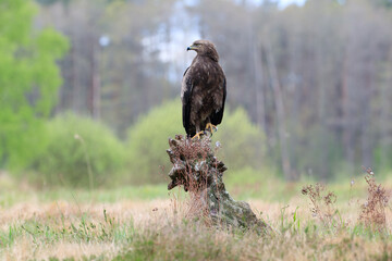 A bird of prey on a stump looking to the side