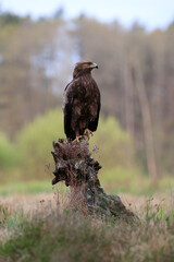 View with a bird of prey on a tree stump