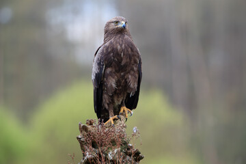 Portrait of a bird of prey on a stump
