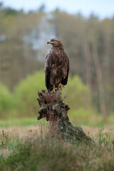Lesser spotted eagle on a stump against the background of green bushes