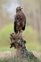 A bird of prey looking proudly on a tree stump