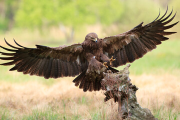 Lesser spotted eagle landing on an old stump in a meadow