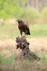 A bird of prey on a stump against the background of fresh spring greenery