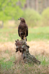 A large brown bird on a tree stump