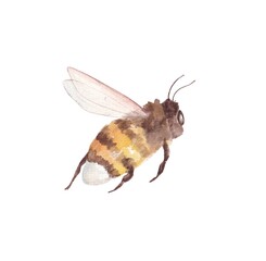 Watercolor illustration of a bee, hand-painted on a white background