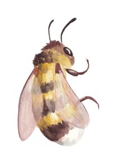 Watercolor illustration of a bee, hand-painted on a white background