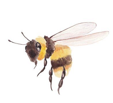 Watercolor illustration of a bee, hand-painted on a white background