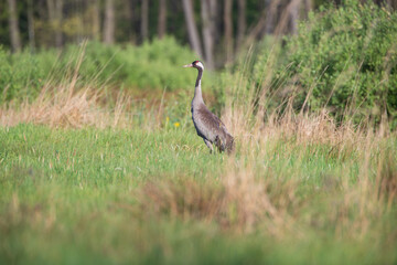 Crane among the grass against the background of bushes