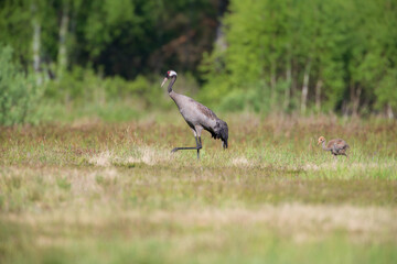 Obraz premium An old crane leads a chick on a meadow against the background of the forest