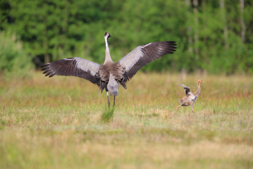 An adult crane with its wings spread and a chick running with its wings spread