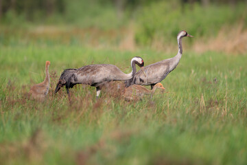Two cranes with two chicks