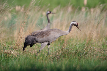 Two cranes among tall grass