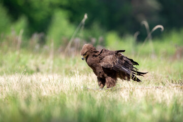 A ruffled bird of prey in a meadow