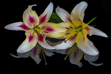 A wonderful pair of white lilies on black in close up