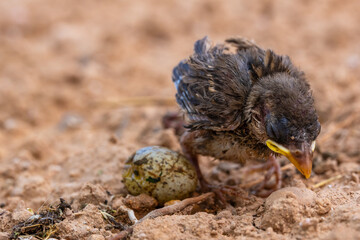 newborn sparrow out of its nest
