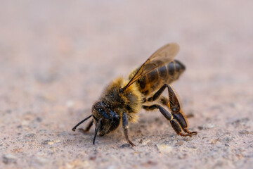 bee in bad condition lies on the floor