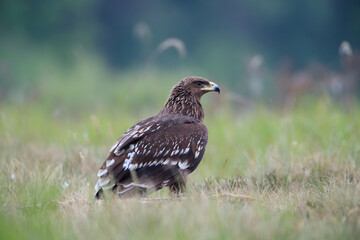 Lesser spotted eagle in a meadow