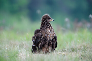 A ruffled bird of prey with interesting coloring looks to the side