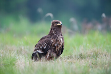 An interestingly colored bird of prey in a meadow