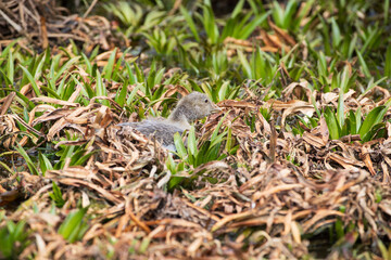 A gosling hidden among aquatic vegetation