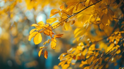 Obraz premium Golden Autumn Leaves on Branch