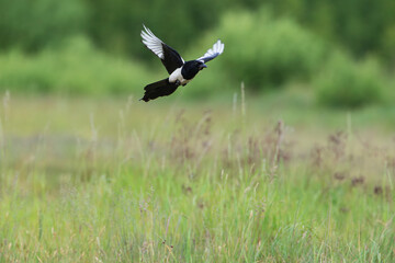 A magpie flying over a meadow against the background of green vegetation