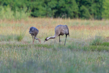An adult crane teaches a young one how to find food