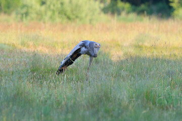 Young crane stretching its wing and leg