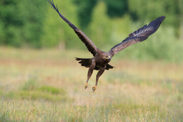A large brown bird of prey flying against the background of a green forest