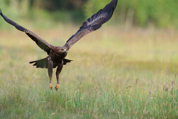 A large bird of prey landing on a meadow with a forest background