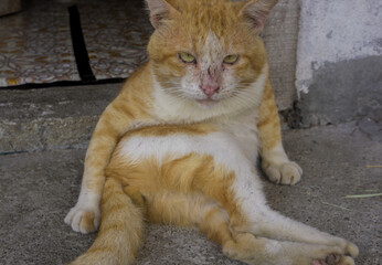 Fototapeta premium old ginger cat looking at camera sadly 