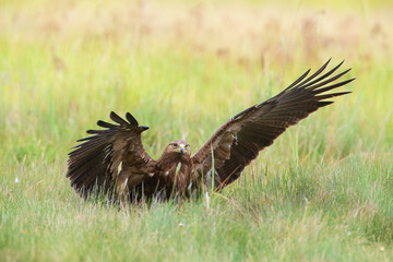 A brown bird of prey with widely spread wings in a meadow