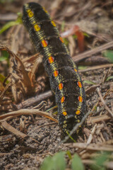 black and red caterpillar