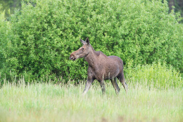 Moose standing in a meadow