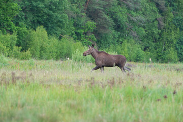 A moose running through a meadow against the background of a green forest